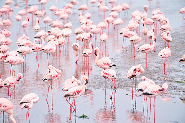 Große Gruppe rosafarbener Flamingos im flachen Wasser.